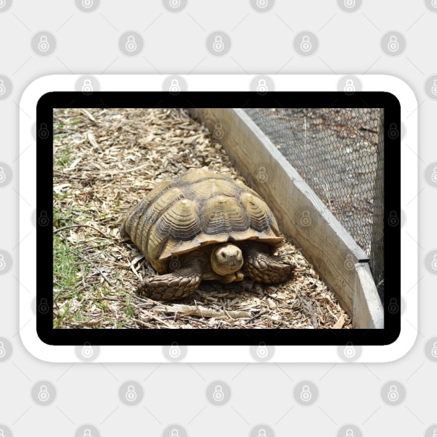 Sulcata Tortoise Sticker by MarieDarcy